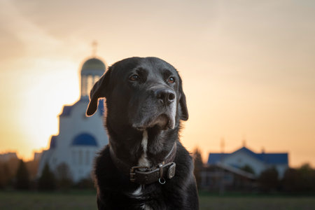 Portrait of a beautiful purebred black labrador outdoors.の写真素材