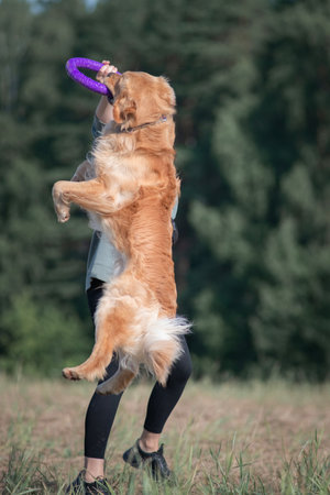 A young beautiful girl is playing with a purebred golden retriever in a field near the forest.の写真素材