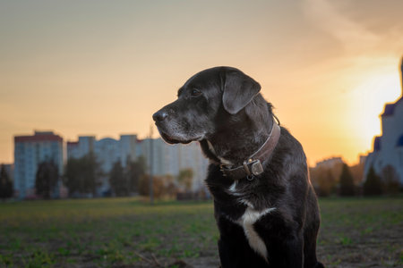 Portrait of a beautiful purebred black labrador outdoors.の写真素材