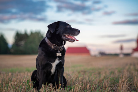 Portrait of a beautiful purebred black labrador outdoors.の写真素材
