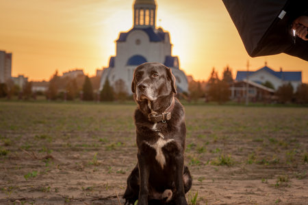 Portrait of a beautiful purebred black labrador outdoors.の写真素材