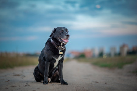 Portrait of a beautiful purebred black labrador outdoors.の写真素材