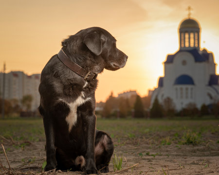 Portrait of a beautiful purebred black labrador outdoors.の写真素材