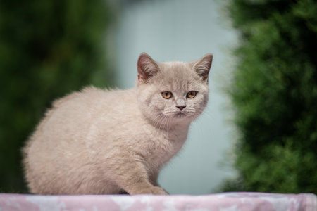 Portrait of a beautiful thoroughbred British cat in a summer garden.の写真素材