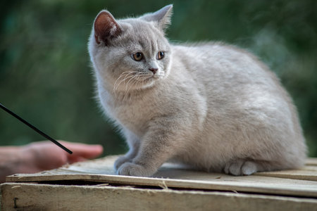 Portrait of a beautiful thoroughbred British cat in a summer garden.の写真素材