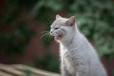 Portrait of a beautiful thoroughbred British cat in a summer garden.の写真素材