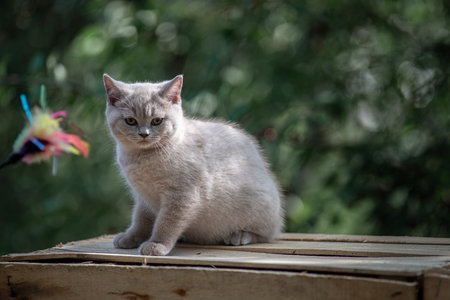 Portrait of a beautiful thoroughbred British cat in a summer garden.の写真素材