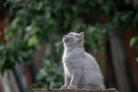 Portrait of a beautiful thoroughbred British cat in a summer garden.の写真素材