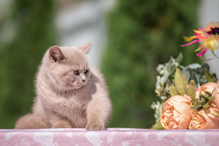 Portrait of a beautiful thoroughbred British cat in a summer garden.の写真素材