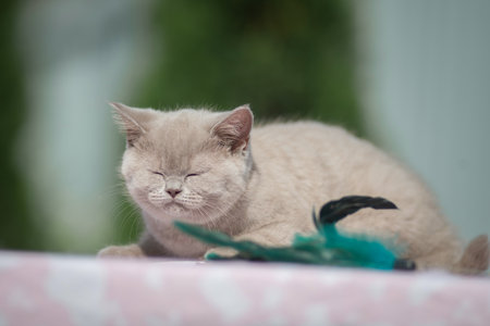 Portrait of a beautiful thoroughbred British cat in a summer garden.の写真素材