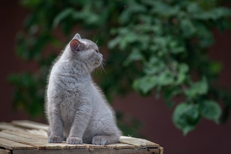 Portrait of a beautiful thoroughbred British cat in a summer garden.の写真素材