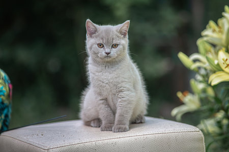 Portrait of a beautiful thoroughbred British cat in a summer garden.の写真素材