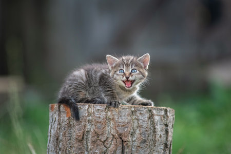 A beautiful gray little kitten sits on a stump in a rustic garden.の写真素材