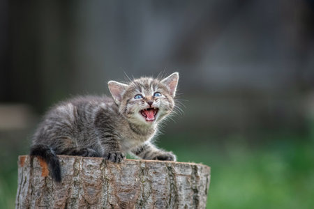 A beautiful gray little kitten sits on a stump in a rustic garden.の写真素材