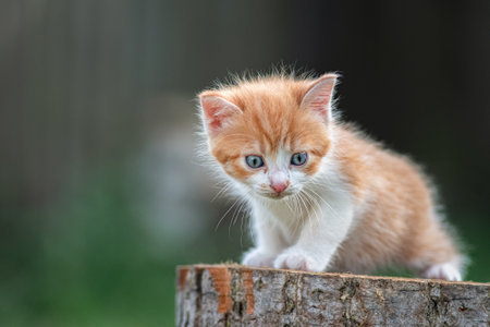 A beautiful red kitten sits on a stump in a village pond.の写真素材