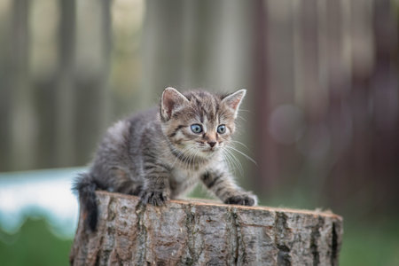 A beautiful gray little kitten sits on a stump in a rustic garden.の写真素材