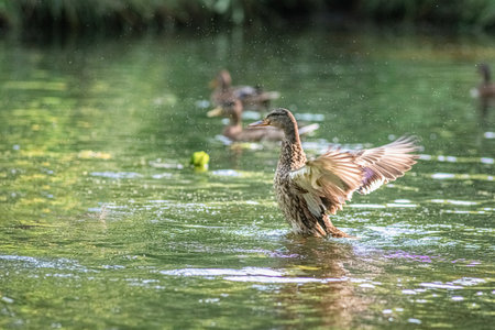 Beautiful ducks swim in a summer pond.の写真素材