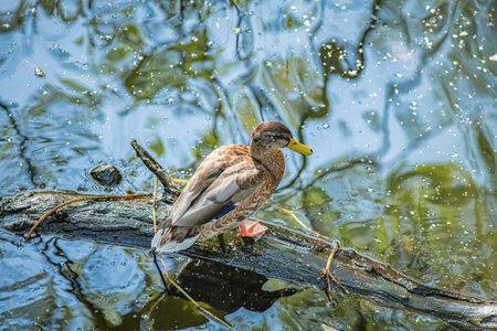 Beautiful ducks swim in a summer pond.の写真素材