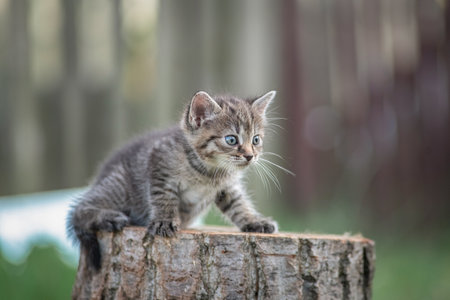 A beautiful gray little kitten sits on a stump in a rustic garden.の写真素材