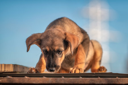 Homeless beautiful puppy in a dog shelter.の写真素材