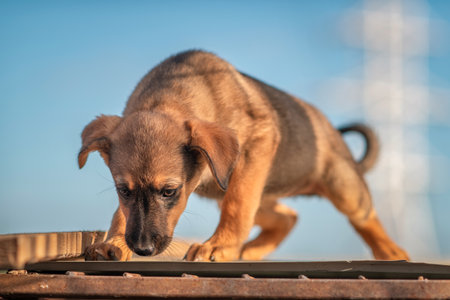 Homeless beautiful puppy in a dog shelter.の写真素材