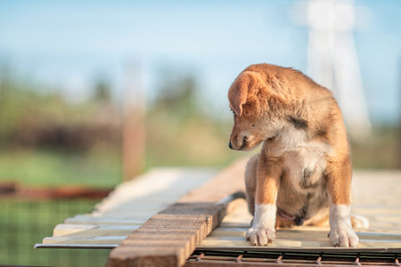 Homeless beautiful puppy in a dog shelter.の写真素材