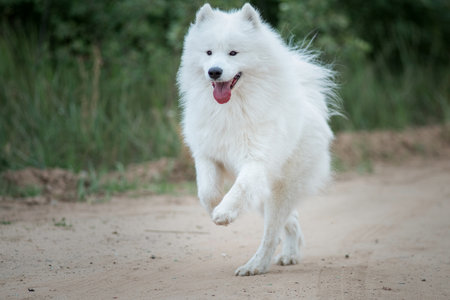 Portrait of a beautiful purebred samoyed outdoors.の写真素材