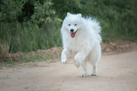Portrait of a beautiful purebred samoyed outdoors.の写真素材
