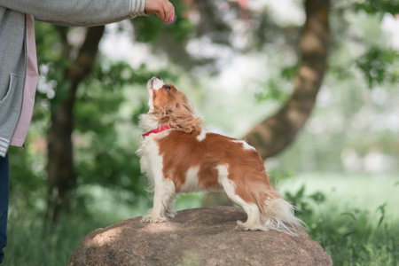 Portrait of Cavalier King Charles Terrier in the forest.の写真素材