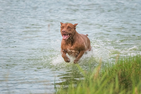 A beautiful purebred pit bull terrier is playing in the river.の写真素材