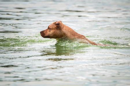 A beautiful purebred pit bull terrier is playing in the river.の写真素材