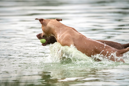 A beautiful purebred pit bull terrier is playing in the river.