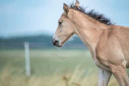 Belarusian draft horses graze on a summer field.