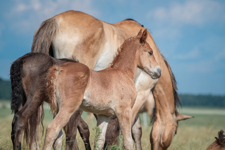 Belarusian draft horses graze on a summer field.の写真素材