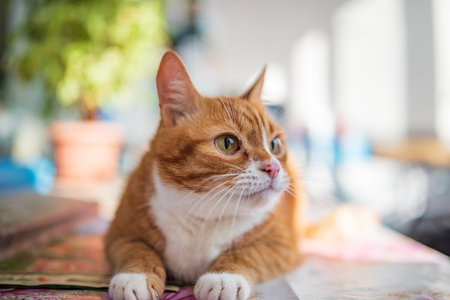 Portrait of a beautiful domestic red cat.の写真素材