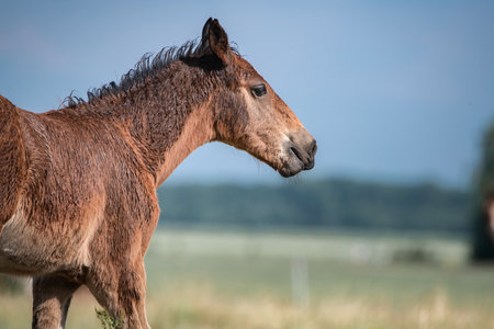 Belarusian draft horses graze on a summer field.の写真素材