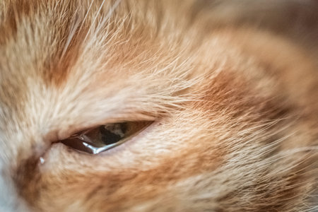 Fragment of the muzzle of a cat close-up.の写真素材