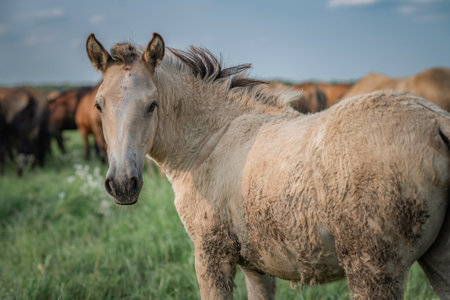 Beautiful thoroughbred horses graze on a summer meadow.の写真素材