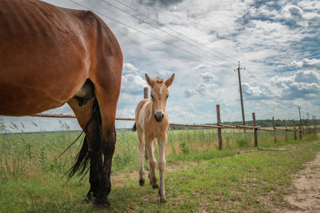 Beautiful thoroughbred horses graze on a summer meadow.の写真素材