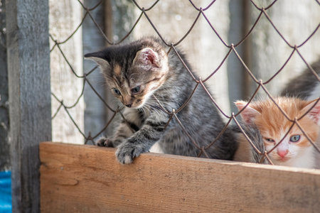 A beautiful country cat in a fenced paddock.の写真素材