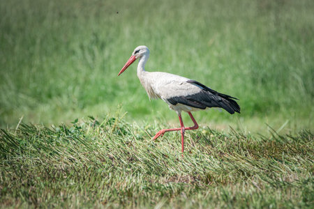 A beautiful white stork in a field on a summer day.の写真素材