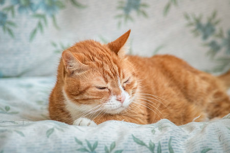 Portrait of a domestic ginger elderly cat in the apartment.の写真素材