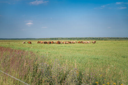 Beautiful thoroughbred horses graze on a summer meadow.の写真素材