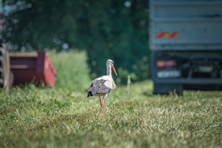A beautiful white stork in a field on a summer day.の写真素材