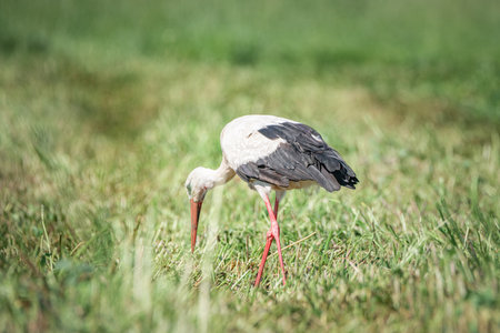 A beautiful white stork in a field on a summer day.の写真素材