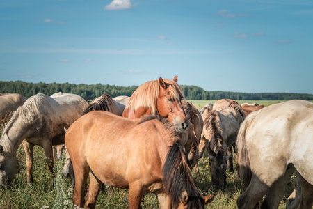 A herd of thoroughbred horses grazes on a summer field.の写真素材