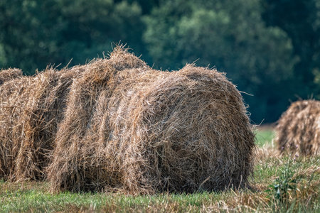 Straw twisted into bales lies on a summer field.の写真素材