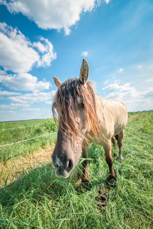 Beautiful thoroughbred horses graze on a summer meadow.の写真素材