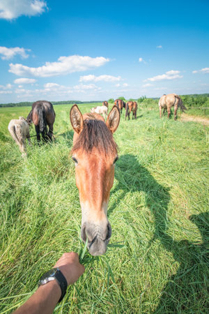 Beautiful thoroughbred horses graze on a summer meadow.の写真素材