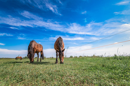 A horse is grazing in a field under a blue summer sky.の写真素材